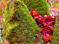 奥津渓の写真・動画_image_237185