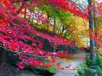 奥津渓の写真・動画_image_237187