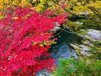 奥津渓の写真・動画_image_237190