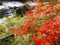 奥津渓の写真・動画_image_237192
