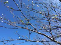 大野岳の写真・動画_image_237232