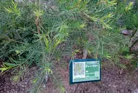 神戸布引ハーブ園の写真・動画_image_237521