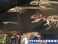 神奈川県立生命の星・地球博物館の写真・動画_image_238057