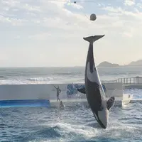 鴨川シーワールドの写真・動画_image_238396