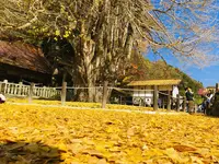 筒賀の大銀杏の写真・動画_image_238457