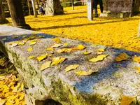 筒賀の大銀杏の写真・動画_image_238459