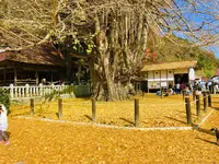 筒賀の大銀杏の写真・動画_image_238460