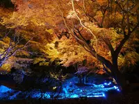 六義園の写真・動画_image_238484