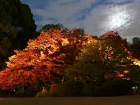 六義園の写真・動画_image_238485