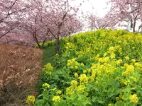 松田山ハーブガーデンの写真・動画_image_23849