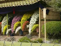新宿御苑　菊花壇展の写真・動画_image_238516