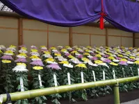 新宿御苑　菊花壇展の写真・動画_image_238517
