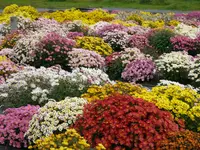 新宿御苑　菊花壇展の写真・動画_image_238518