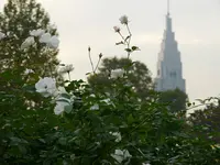 新宿御苑　菊花壇展の写真・動画_image_238519