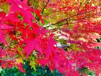 吉水園の写真・動画_image_238533