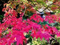 吉水園の写真・動画_image_238534