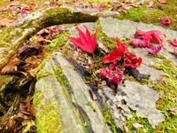 尾関山公園の写真・動画_image_238545