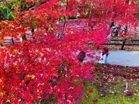 尾関山公園の写真・動画_image_238548