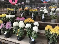 大師公園の写真・動画_image_238659