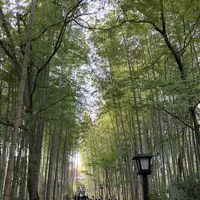 竹林の小径の写真・動画_image_238746