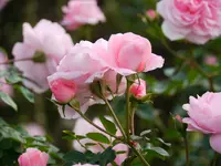 新宿御苑　菊花壇展の写真・動画_image_238761