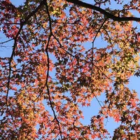 修善寺 虹の郷の写真・動画_image_238838