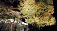 御岳渓谷の写真・動画_image_239003