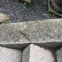 由岐神社の写真・動画_image_239355