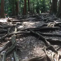 鞍馬山の写真・動画_image_239363