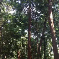 鞍馬山の写真・動画_image_239364