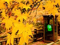 帝釈峡の写真・動画_image_239573
