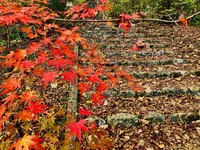 帝釈峡の写真・動画_image_239574