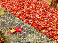帝釈峡の写真・動画_image_239576