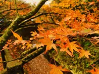 帝釈峡の写真・動画_image_239577