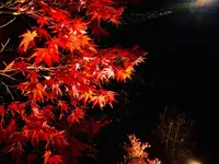 神勝禅寺 紅葉ライトアップ特別拝観の写真・動画_image_239584