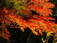 神勝禅寺 紅葉ライトアップ特別拝観の写真・動画_image_239587