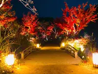 神勝禅寺 紅葉ライトアップ特別拝観の写真・動画_image_239589