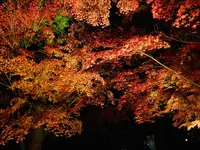 神勝禅寺 紅葉ライトアップ特別拝観の写真・動画_image_239590