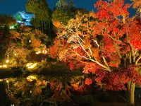 神勝禅寺 紅葉ライトアップ特別拝観の写真・動画_image_239591