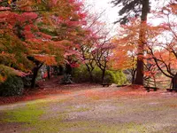 胡宮神社の写真・動画_image_240419