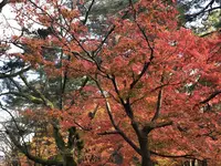 兼六園の写真・動画_image_240449