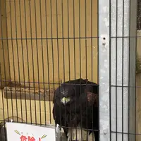 淡路ファームパーク イングランドの丘の写真・動画_image_240635