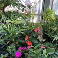 淡路ファームパーク イングランドの丘の写真・動画_image_240636