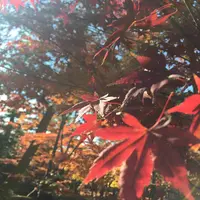 兼六園の写真・動画_image_240862