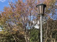 淡路ファームパーク イングランドの丘の写真・動画_image_240893