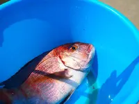 直島つり公園の写真・動画_image_240899
