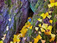 迦具神社の写真・動画_image_240986