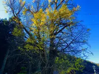 迦具神社の写真・動画_image_240987