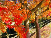 龍頭が滝の写真・動画_image_240995