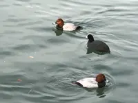 恵那峡遊覧船の写真・動画_image_241138